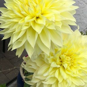 Meet your Posher, Kyla-rae